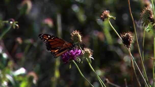 Monarca Alimentación Mariposa Primer Plano Una Oruga Monarca — Vídeos de Stock