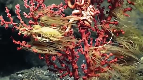 Circa 2010S Filmación Bubblegum Coral Exploración Aguas Profundas Fosa Mariana — Vídeos de Stock