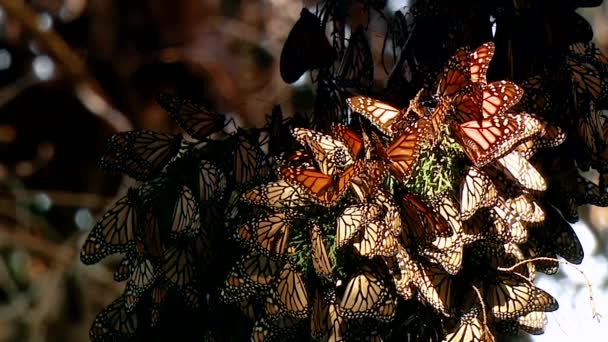 Stor Grupp Monarch Fjärilar Alla Samlas Ett Träd — Stockvideo