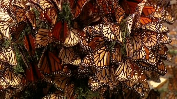 Stor Grupp Nyfödda Monarch Fjärilar Alla Samlas Ett Tallar — Stockvideo
