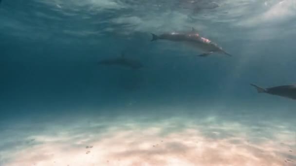 Circa 2010S Spinner Delfine Schwimmen Flachen Wasser Der Nähe Der — Stockvideo