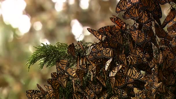 Çam Ağacının Dalındaki Kral Kelebeklerinin Yakın Çekimleri — Stok video
