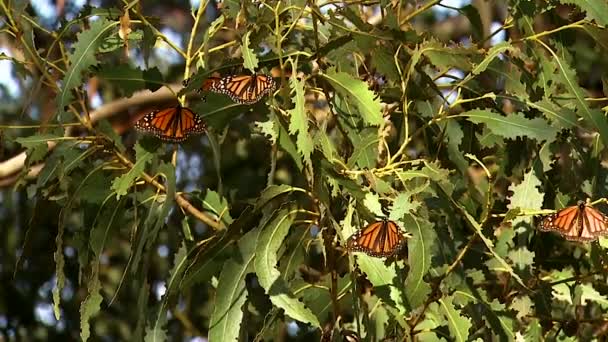 Група Монархів Метеликів Сосновому Дереві Крупним Планом Кокон Збирається Вилупити — стокове відео