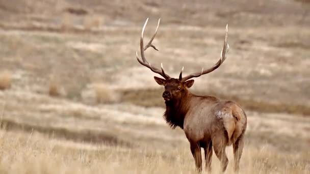 Primer Plano Gran Alce Buck Campo Herboso National Bison Range — Vídeo de stock