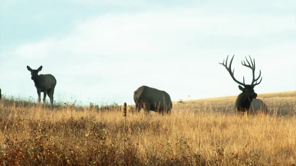 Várias Fêmeas Alce Macho Pastando National Bison Range Montana Roll — Vídeo de Stock