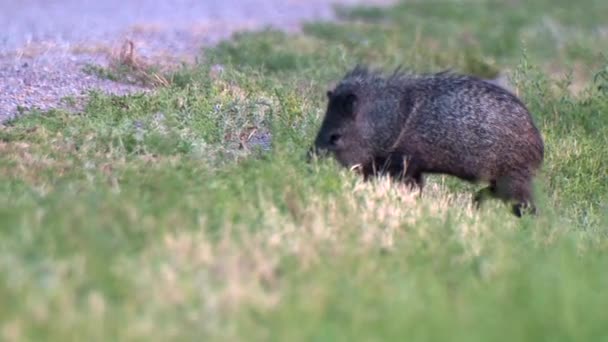 Young Javelina Pecar Tejacu Foreging Grass 2016 — Stock Video