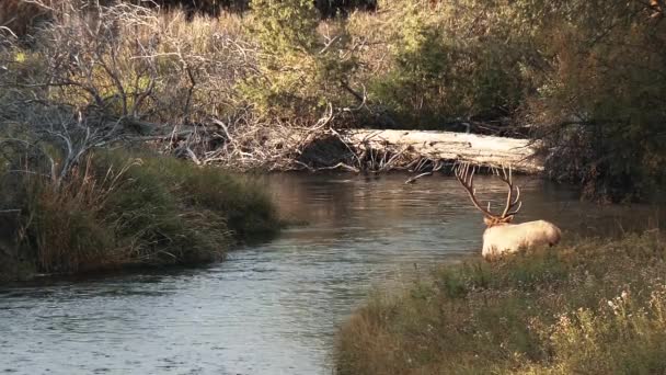 Ein Großer Elchbock Steht Rechten Rand Eines Kleinen Flusses National — Stockvideo