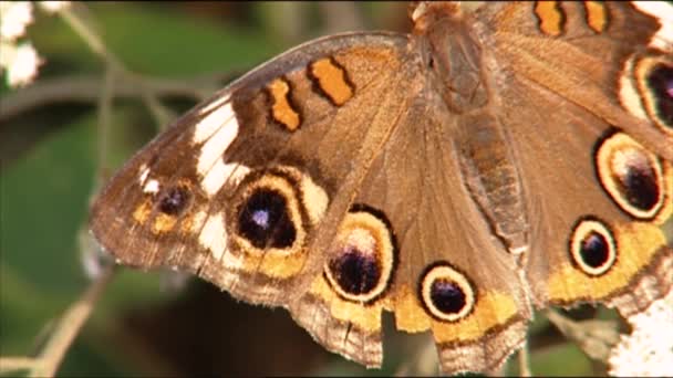 2010 クローズアップは蝶が花を受粉させるのを見る — ストック動画