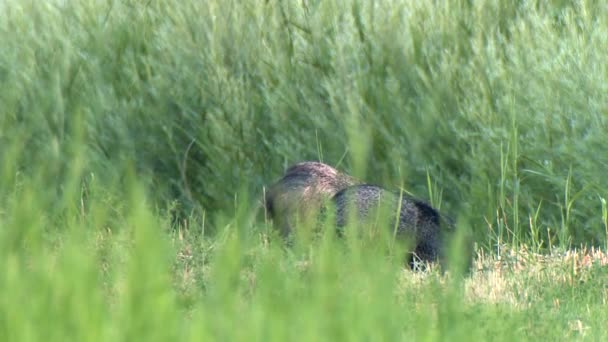 Μια Μαύρη Αρκούδα Ursus Americanus Τρώει Μήλα Javelinas Pecari Tajacu — Αρχείο Βίντεο