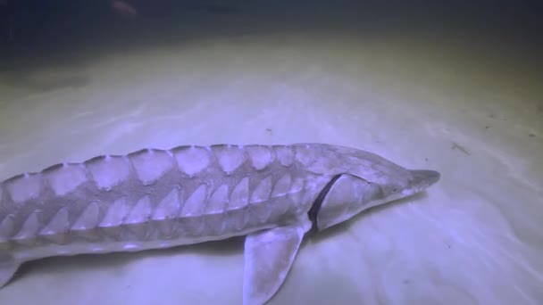 Filmagem Subaquática Esturjão Golfo Acipenser Oxyrinchus Desotoi Nadando Lentamente Fundo — Vídeo de Stock