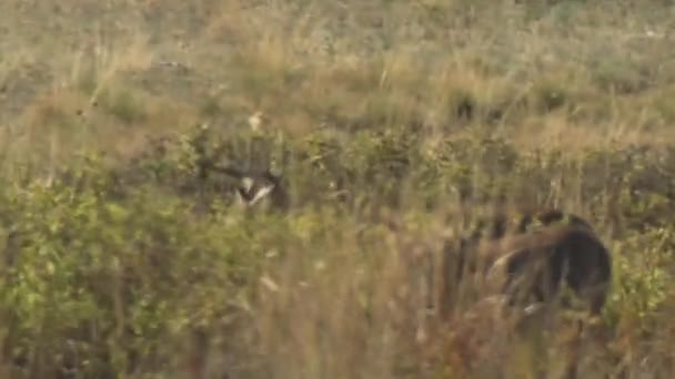 Två Vitsvansade Rådjur Odocoileus Virginianus Bucks Älg Cervus Canadensis Tjur — Stockvideo