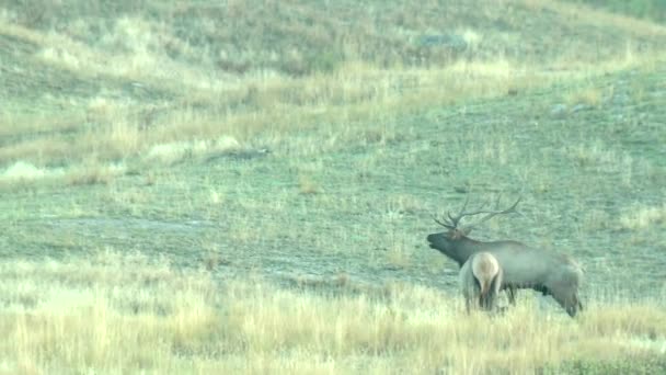 Különböző Lövések Jávorszarvas Cervus Cenadensis National Bison Range Montana 2015 — Stock videók
