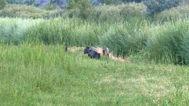 Eine Gruppe Von Javelinas Und Ihre Jüngsten Pecar Tejacu Verzichten — Stockvideo