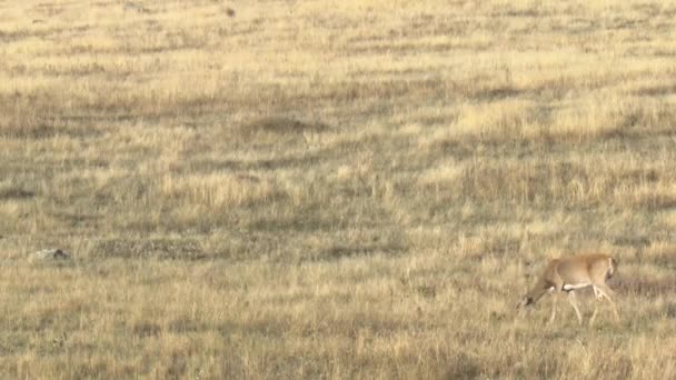 Witstaartherten Odocoileus Virginianus Doe Bok National Bison Range Montana 2015 — Stockvideo