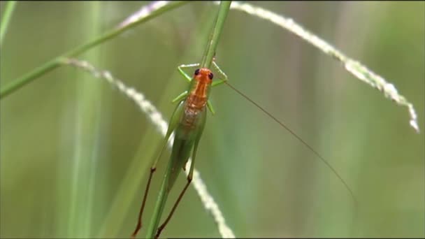 2010年代 特写显示一只蚱蜢和甲虫在野外穿梭 — 图库视频影像