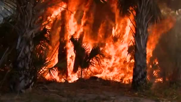 Brandweerlieden Voeren Een Voorgeschreven Brand Uit Merritt Island National Wildlife — Stockvideo