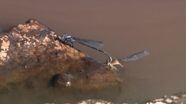 2010 Libélulas Aparean Agua — Vídeo de stock