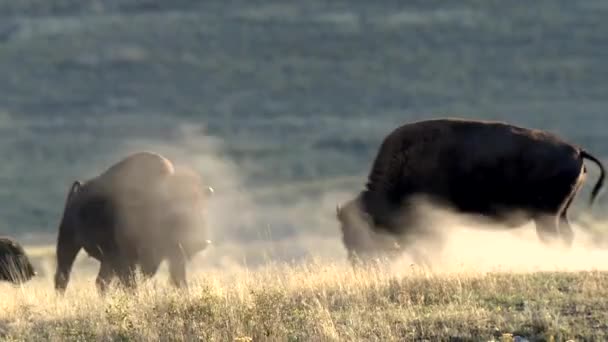 Ung Amerikansk Bison Spelar Smutsen Rock Mountain Bighorn Får Ovis — Stockvideo