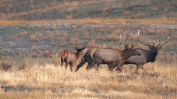 Pâturage Wapitis Dans Champ Herbeux Ouvert National Bison Range Montana — Video