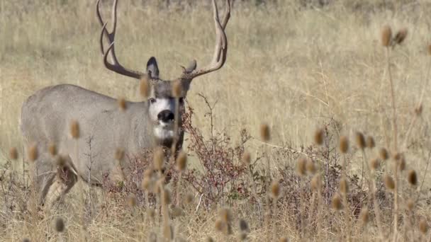 Mule Deer Odocoileus Hemionus 사슴과 잡초를 사슴과 몬타나 National Bison — 비디오