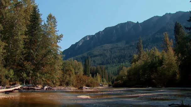 Circa 2010S Beautiful Creek Forest Northwest United States 2016 — Stock video