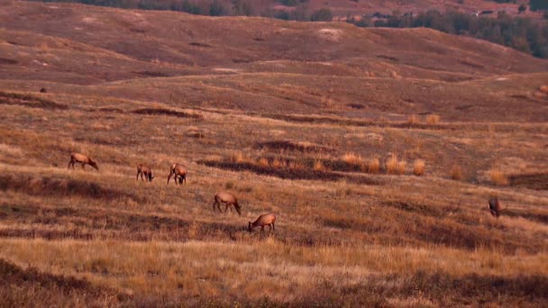 Női Férfi Jávorszarvas Legeltetés Nyílt Füves Területen Nemzeti Bölénytaromány Montana — Stock videók