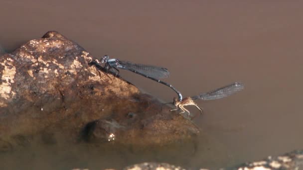 Ważka Wyciąga Inną Ważkę Kałuży Chrząszcz Mucha Pokazywane Pustyni Ameryce — Wideo stockowe