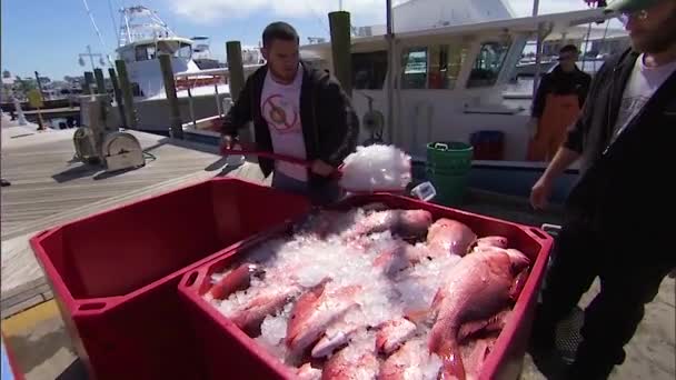 2019 漁船に北の赤いスナッパーのキャッチで商業漁業者ホール — ストック動画
