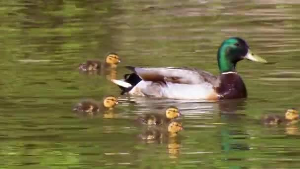 2019 Pato Mallard Filhotes Nadam Uma Área Zonas Húmidas Protegidas — Vídeo de Stock