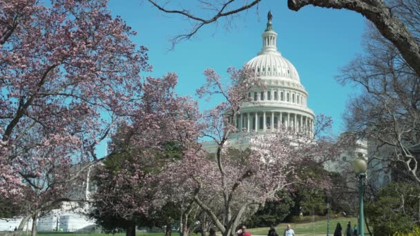 春には桜が咲くアメリカ合衆国議会議事堂ビル上院 — ストック動画