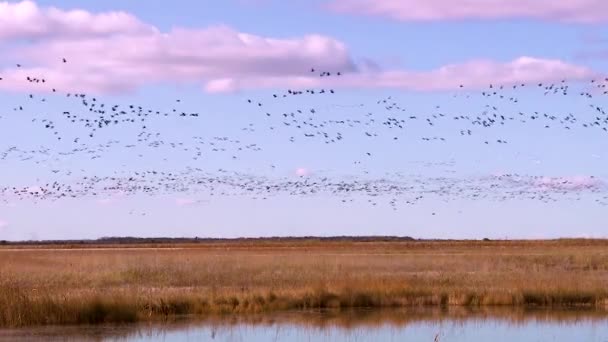 2019 Miles Aves Emigran Través Una Región Pantanosa Húmeda Norteamérica — Vídeos de Stock