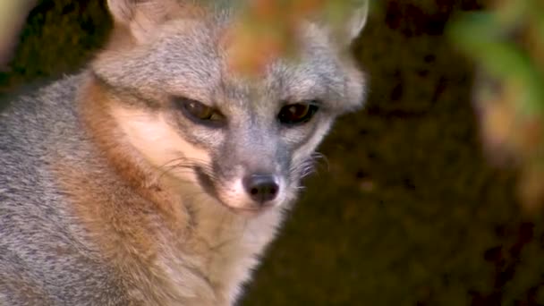 Animal Wild Nature Daytime Footage Fox — Stock Video