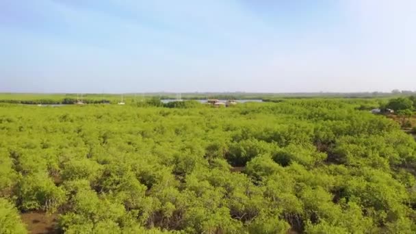 2020 Antenne Uitgestrekte Mangrove Moerassen Aan Rivier Gambia Gambia West — Stockvideo