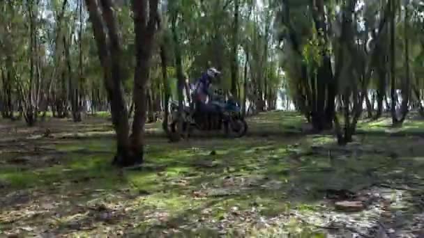 2020年 ダートバイクライダーが森林地帯をドライブ — ストック動画