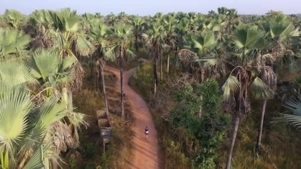 2020 Aérea Hombre Caminando Por Los Bosques Palmeras Gambia África — Vídeos de Stock
