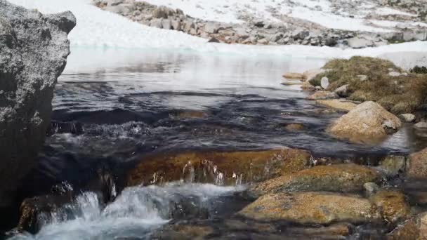 Agua Corriente Fría Clara Arroyo Alta Montaña — Vídeos de Stock