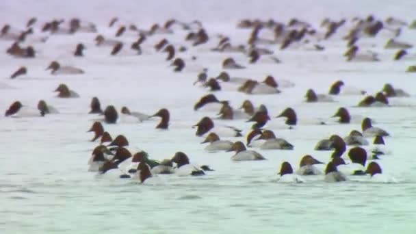 2019 Εκατοντάδες Πάπιες Canvasback Κολυμπούν Μαζί Μια Υγρή Ζώνη Διατήρησης — Αρχείο Βίντεο