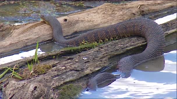2019 Мідна Змія Животі Сидить Болоті — стокове відео