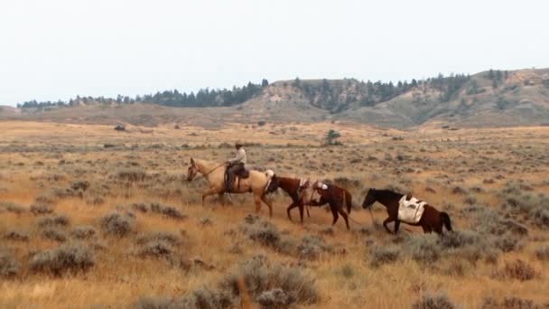 2015 Gli Uomini Cavalcano Cavalli Nel Charles Russell National Wildlife — Video Stock
