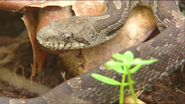 2019 Primer Plano Una Serpiente Rata Gris — Vídeos de Stock