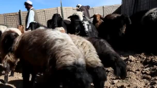 退役軍人はアフガニスタンの農村でヤギや羊を治療しています — ストック動画