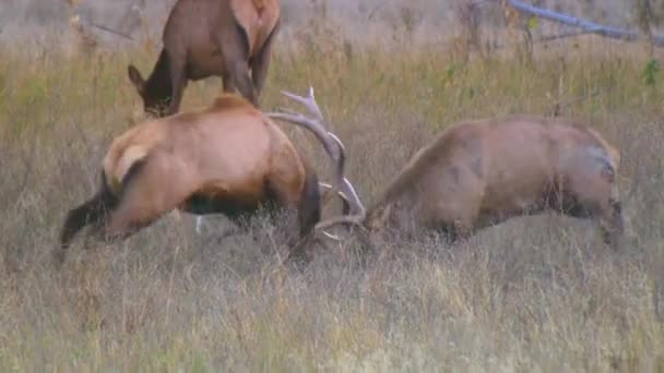 2019 Bull Elk Deer Engage Battle Locking Horns Antlers Display — Stock Video