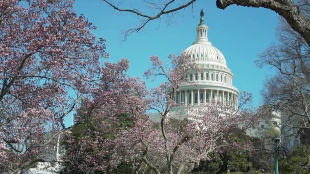 Les Cerisiers Fleurissent Fleurissent Washington Printemps Avec Washington Monument Arrière — Video