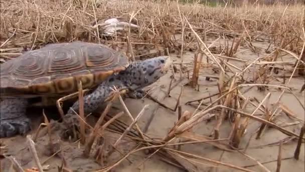 2019 Eine Schildkröte Bahnt Sich Ihren Weg Durch Ein Schlammiges — Stockvideo