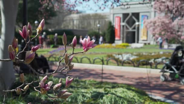 今年春天 华盛顿的樱桃树盛开开花 — 图库视频影像