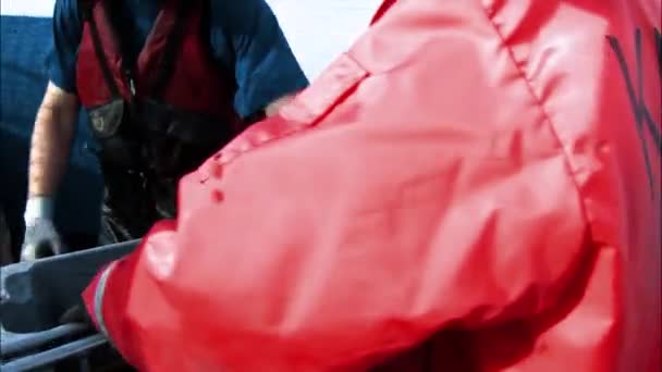 2015 Vissen Worden Gevangen Netten Gemeten Aan Kuskokwim Rivier Alaska — Stockvideo