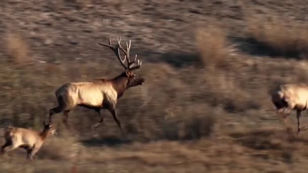 2010S Herd Elk Running Brush One Elk Calling Out — Stock Video