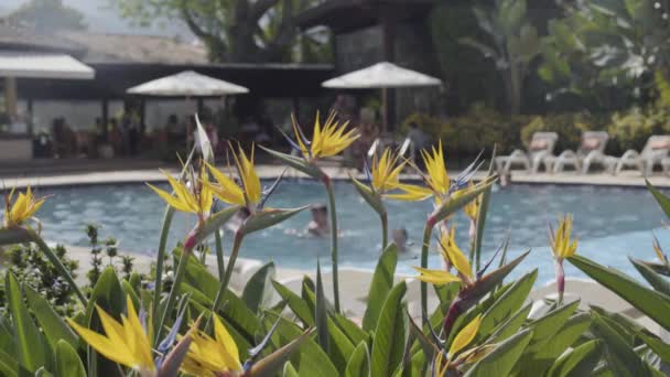 目の前にプールと楽園の鳥を持つ高級ホテルの一般的な確立ショット — ストック動画