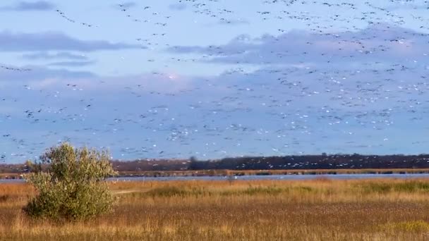 2019 アメリカの湿地や沼の上の空にカナダのガチョウの群れ — ストック動画