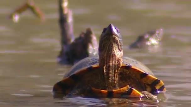 2019 Close Florida Red Bellied Cooter Turtle Swamp Lake — 비디오